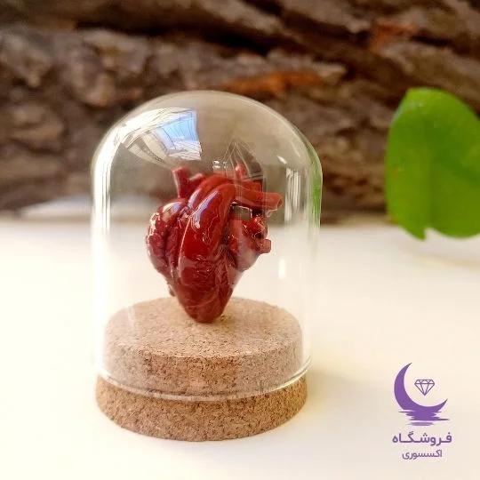 قلب آناتومیک سه بعدی